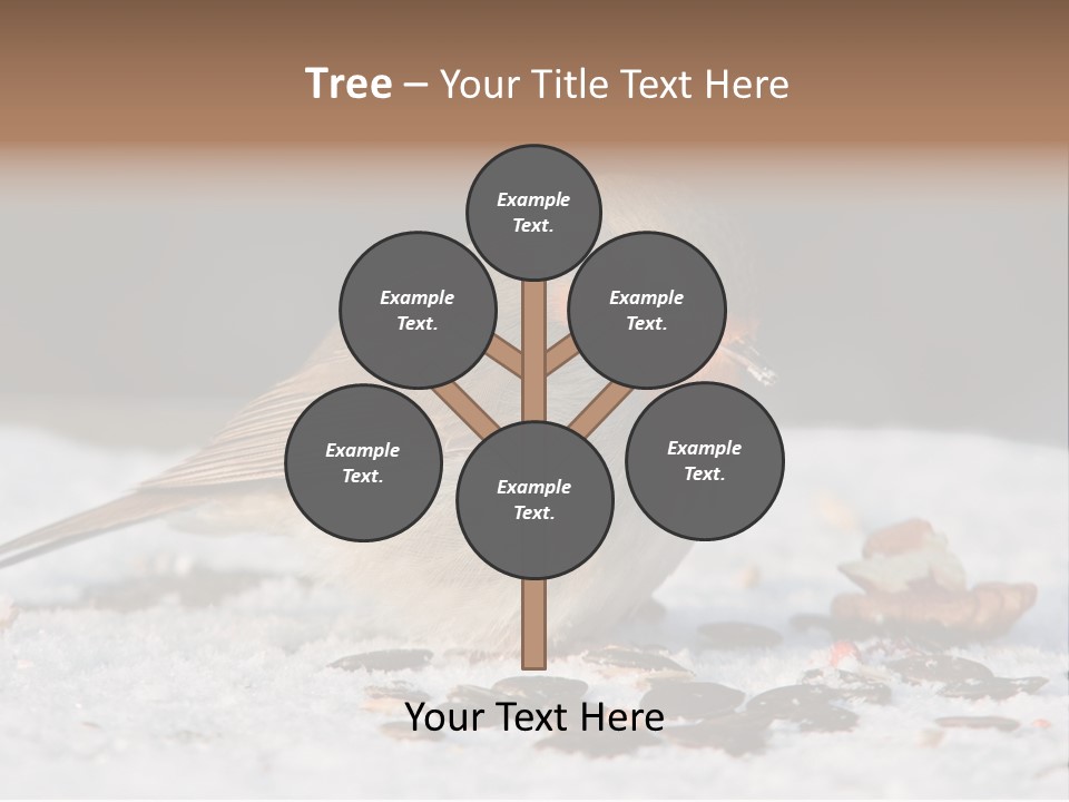 Close Redbreast Cute PowerPoint Template