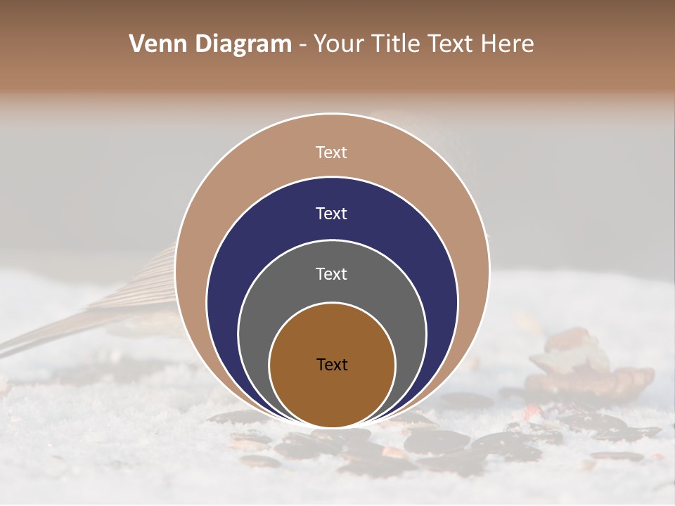 Close Redbreast Cute PowerPoint Template