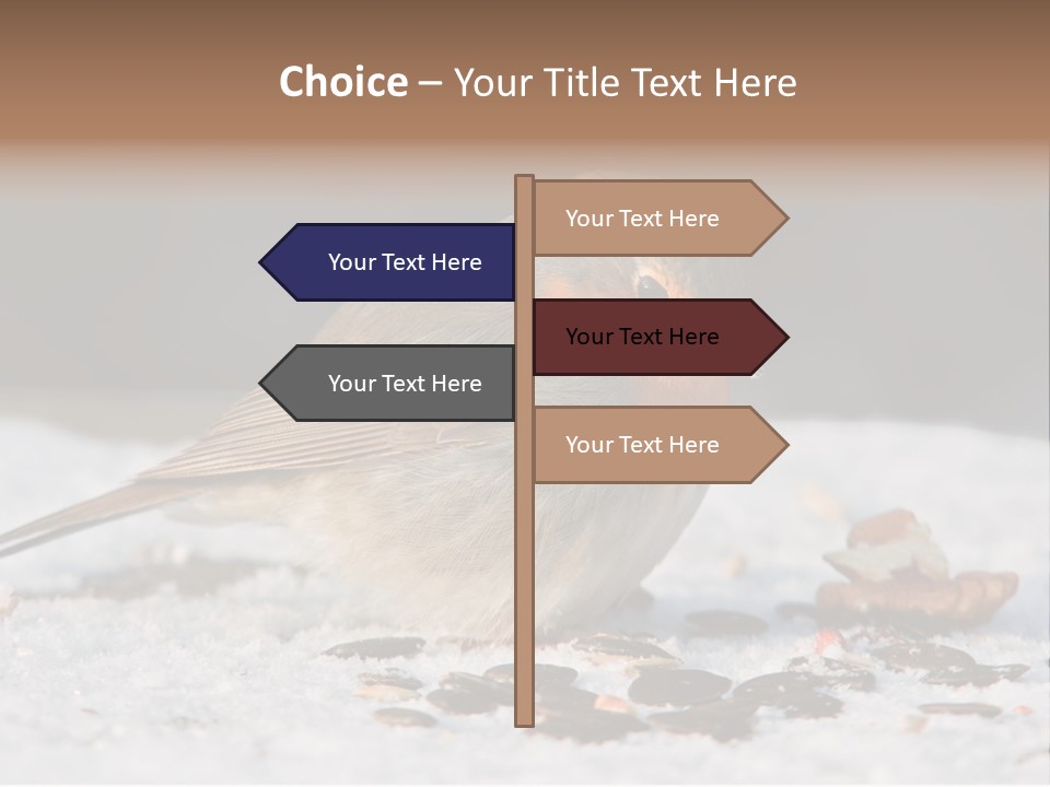 Close Redbreast Cute PowerPoint Template