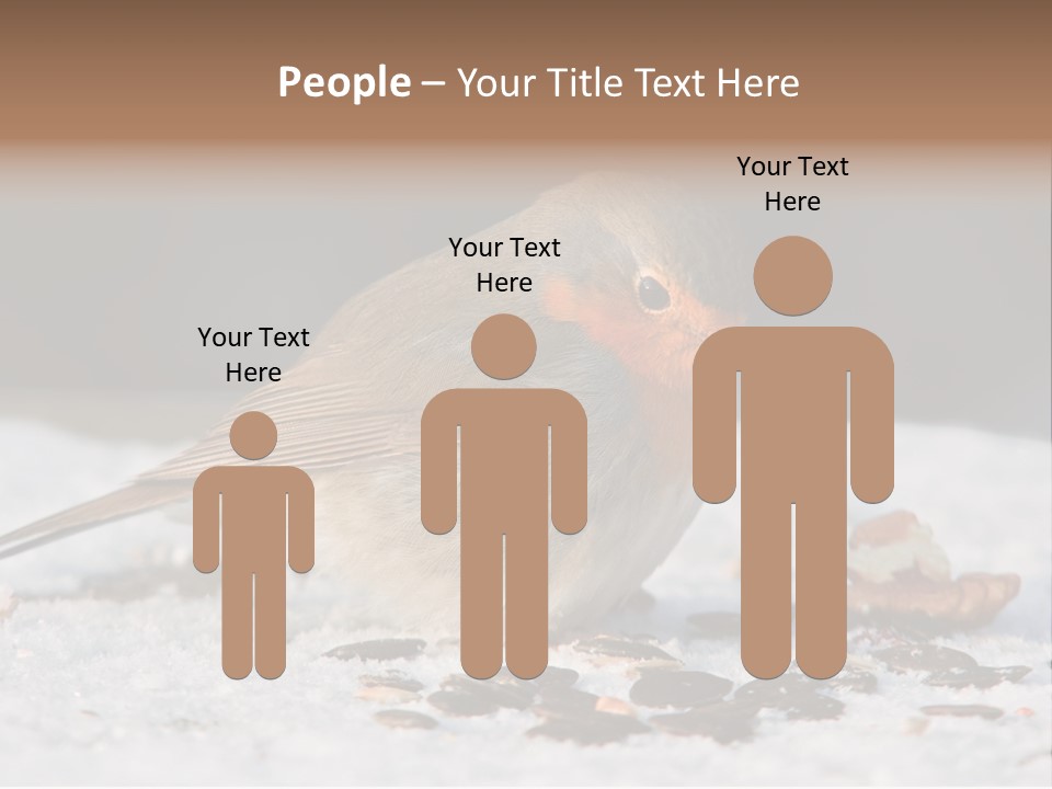 Close Redbreast Cute PowerPoint Template