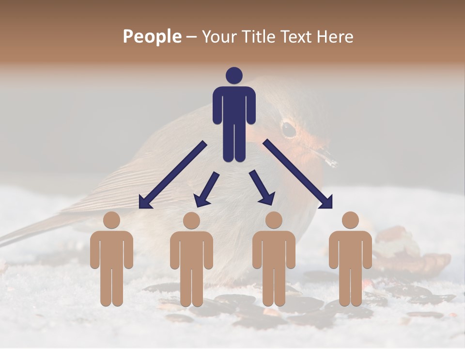 Close Redbreast Cute PowerPoint Template