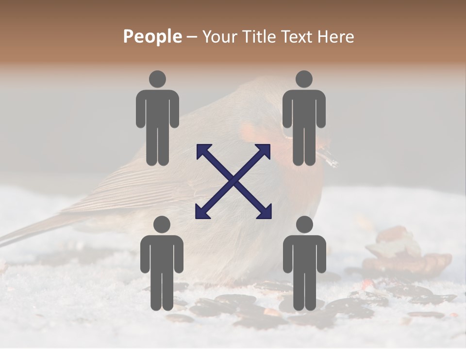 Close Redbreast Cute PowerPoint Template