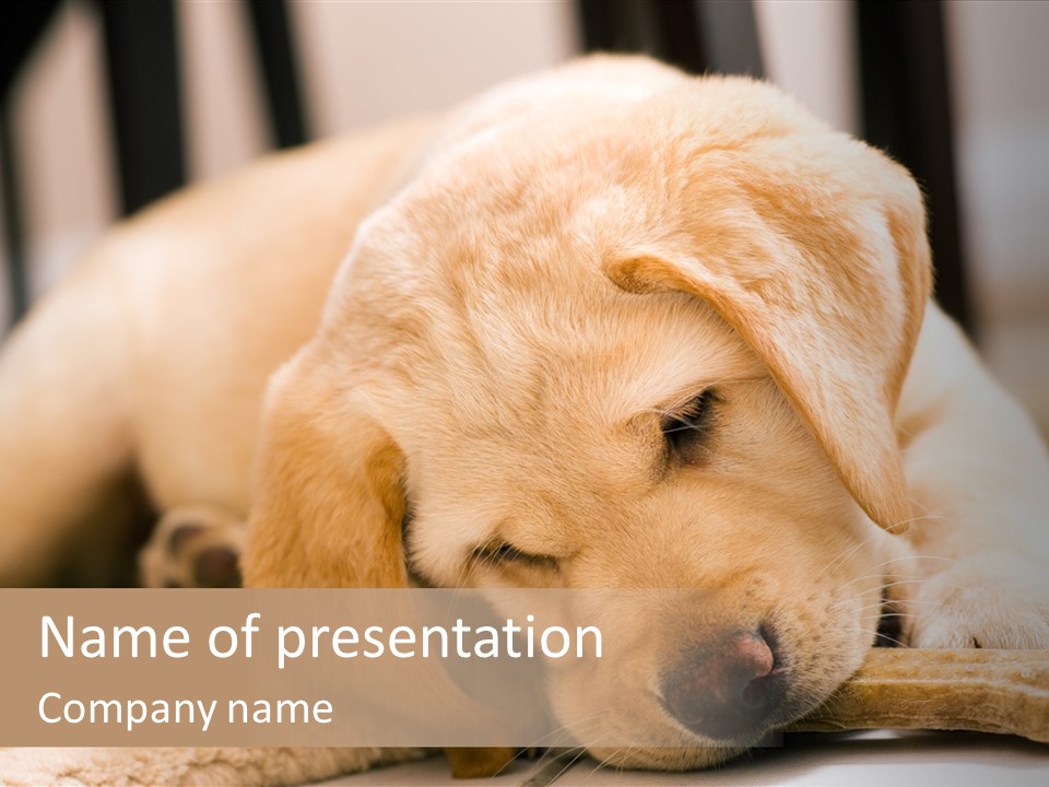 Doggy Puppy Labrador PowerPoint Template