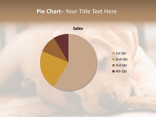 Doggy Puppy Labrador PowerPoint Template