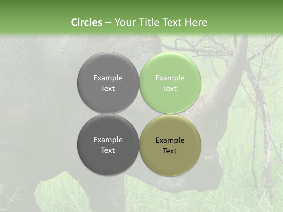 A Rhino Is Standing In The Grass Near A Tree PowerPoint Template