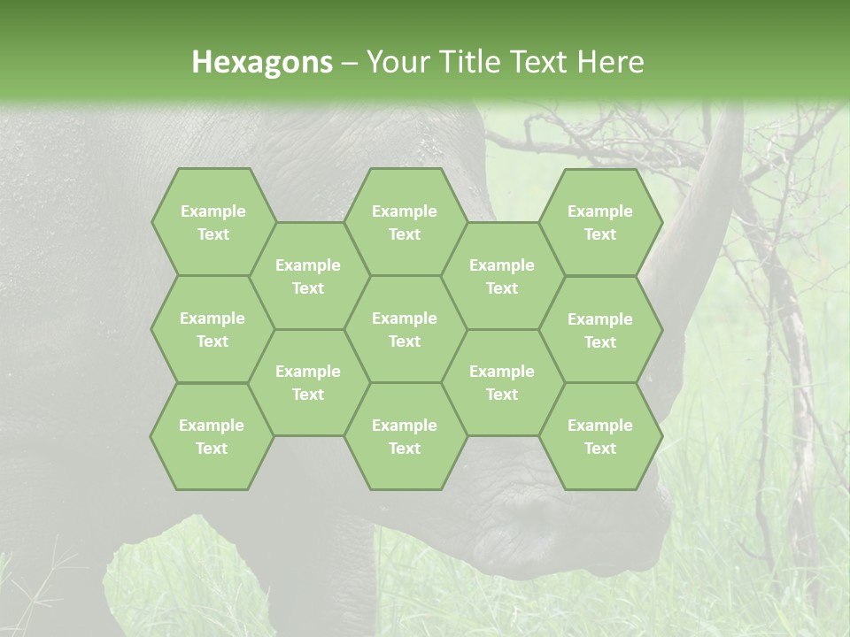 A Rhino Is Standing In The Grass Near A Tree PowerPoint Template