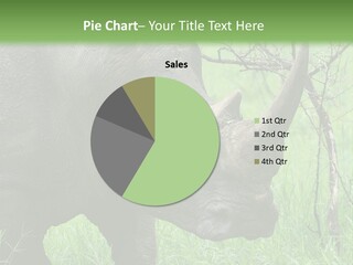 A Rhino Is Standing In The Grass Near A Tree PowerPoint Template