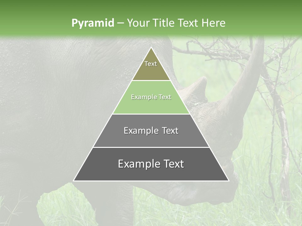 A Rhino Is Standing In The Grass Near A Tree PowerPoint Template