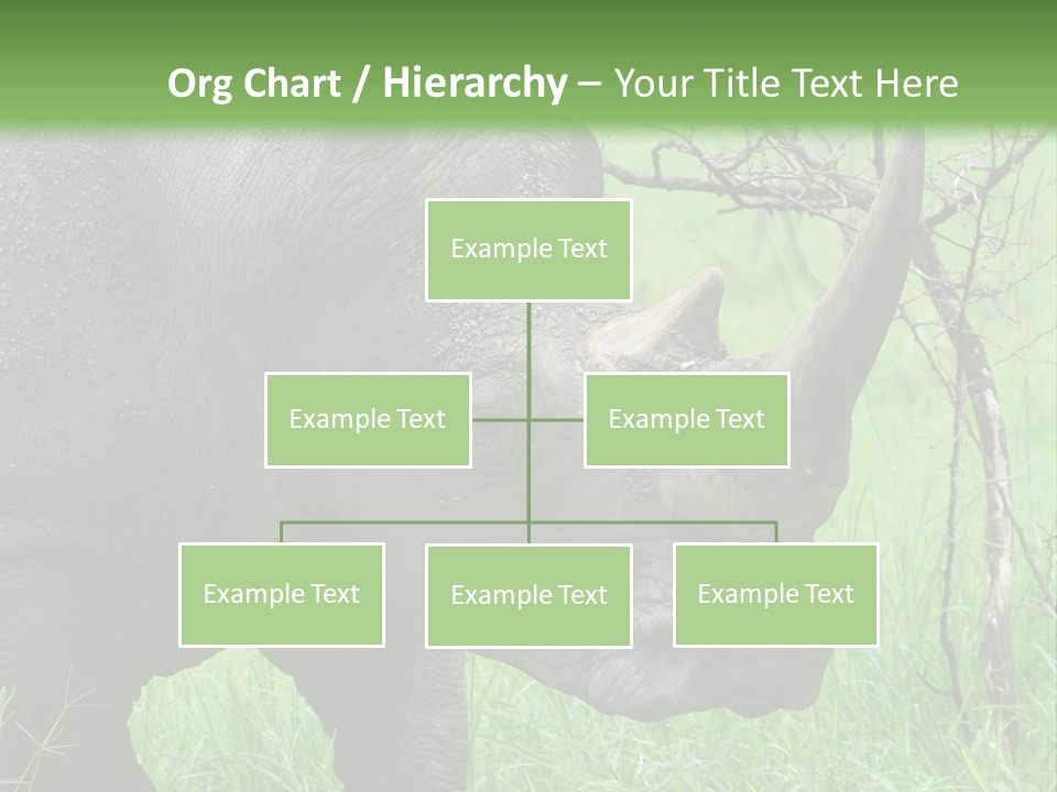 A Rhino Is Standing In The Grass Near A Tree PowerPoint Template