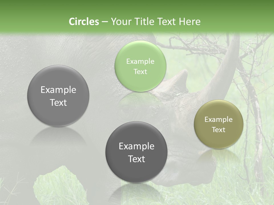 A Rhino Is Standing In The Grass Near A Tree PowerPoint Template