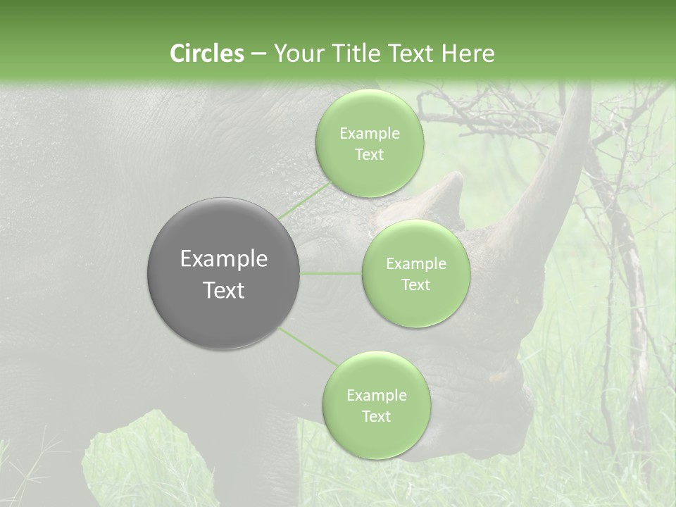 A Rhino Is Standing In The Grass Near A Tree PowerPoint Template