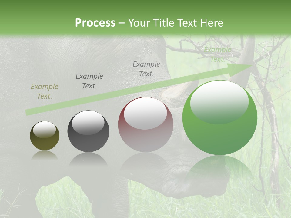 A Rhino Is Standing In The Grass Near A Tree PowerPoint Template