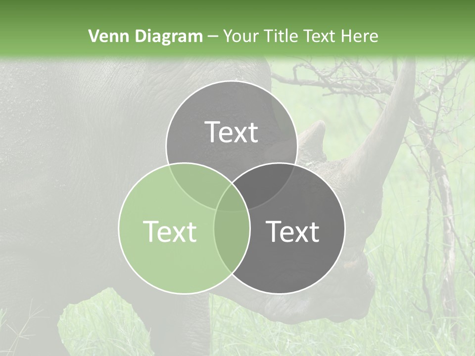 A Rhino Is Standing In The Grass Near A Tree PowerPoint Template