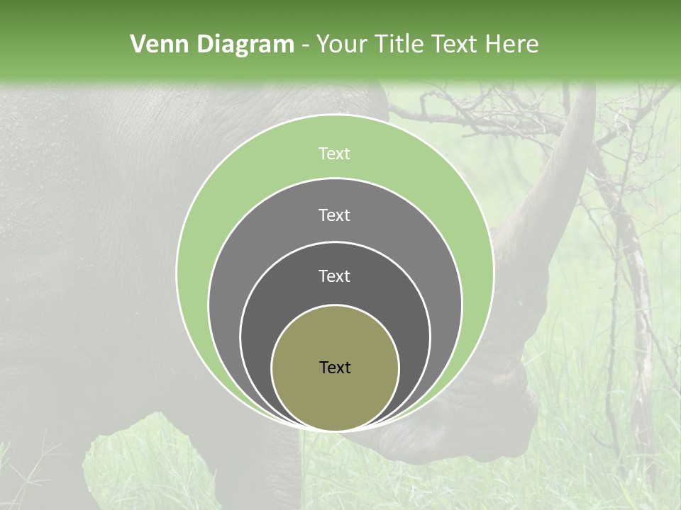 A Rhino Is Standing In The Grass Near A Tree PowerPoint Template