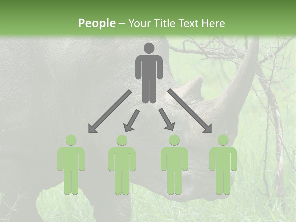A Rhino Is Standing In The Grass Near A Tree PowerPoint Template