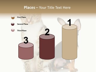 Playing Background White PowerPoint Template