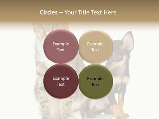 Playing Background White PowerPoint Template