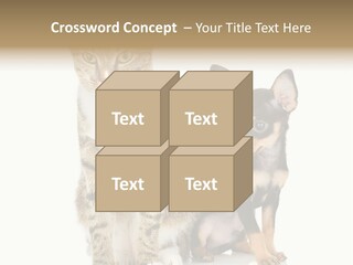 Playing Background White PowerPoint Template