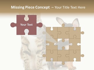 Playing Background White PowerPoint Template