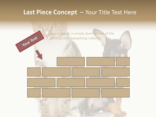 Playing Background White PowerPoint Template