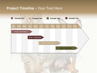 Playing Background White PowerPoint Template