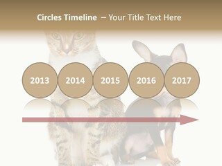 Playing Background White PowerPoint Template