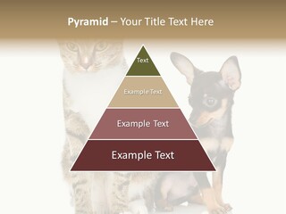 Playing Background White PowerPoint Template