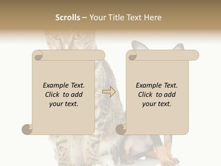 Playing Background White PowerPoint Template