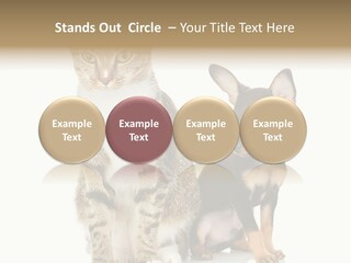 Playing Background White PowerPoint Template
