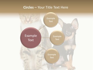 Playing Background White PowerPoint Template