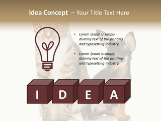Playing Background White PowerPoint Template