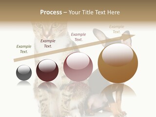 Playing Background White PowerPoint Template