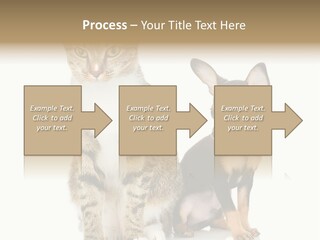 Playing Background White PowerPoint Template