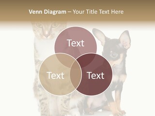 Playing Background White PowerPoint Template