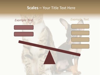 Playing Background White PowerPoint Template