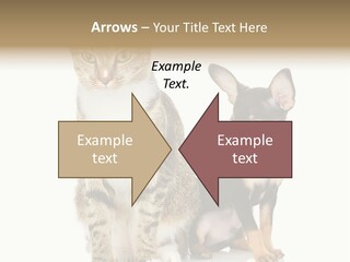 Playing Background White PowerPoint Template