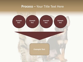 Playing Background White PowerPoint Template