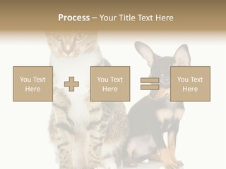 Playing Background White PowerPoint Template