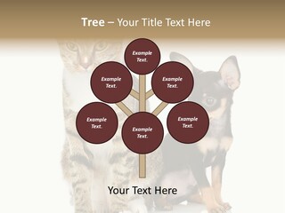 Playing Background White PowerPoint Template