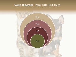 Playing Background White PowerPoint Template