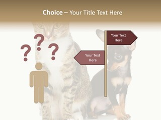Playing Background White PowerPoint Template