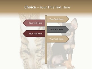 Playing Background White PowerPoint Template