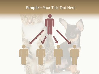 Playing Background White PowerPoint Template