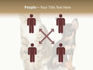 Playing Background White PowerPoint Template