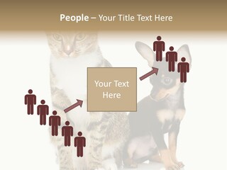 Playing Background White PowerPoint Template