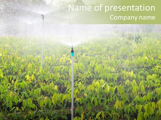 Vegetable Plant Sprinkler PowerPoint Template