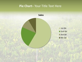 Vegetable Plant Sprinkler PowerPoint Template