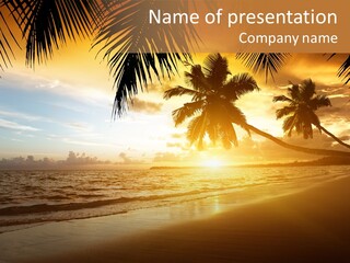 Sunlight Coconut Caribbean PowerPoint Template