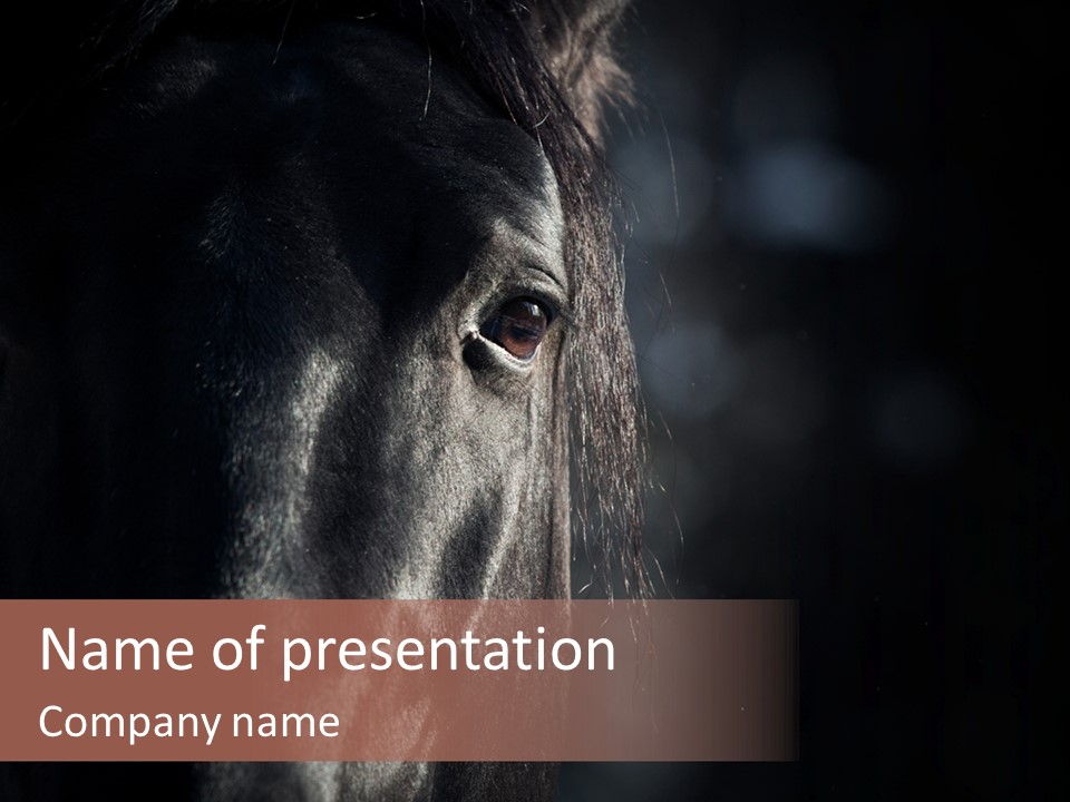 Staring Harness Horse PowerPoint Template