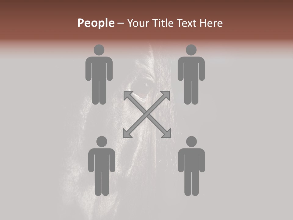 Staring Harness Horse PowerPoint Template